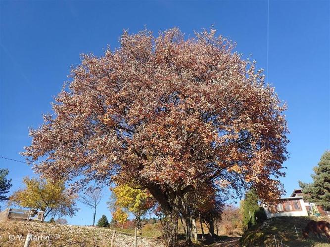 <i>Sorbus aria</i> (L.) Crantz, 1763 © 