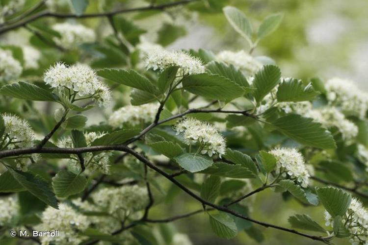 <i>Sorbus mougeotii</i> Soy.-Will. & Godr., 1858 © M. Bartoli