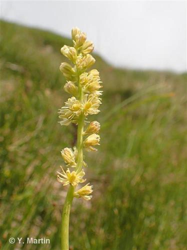 <i>Tofieldia calyculata</i> (L.) Wahlenb., 1812 © 