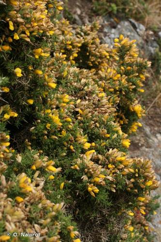 <i>Ulex gallii</i> Planch., 1849 © O. Nawrot