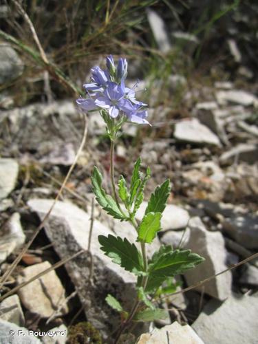 <i>Veronica orsiniana</i> Ten., 1830 © P. Rouveyrol