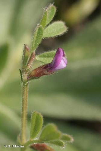 <i>Vicia lathyroides</i> L., 1753 © S. Filoche