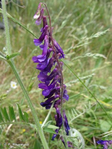 <i>Vicia villosa</i> Roth, 1793 © P. Rouveyrol