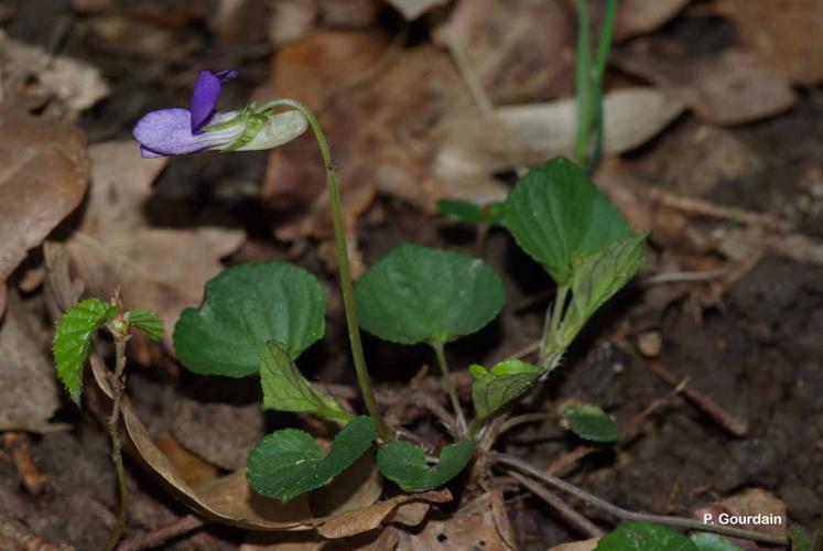 <i>Viola reichenbachiana</i> Jord. ex Boreau, 1857 © P. Gourdain