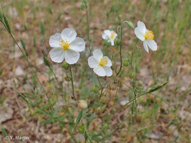 <i>Helianthemum apenninum</i> (L.) Mill., 1768 © 