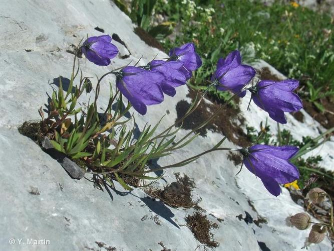 <i>Campanula scheuchzeri </i>Vill., 1779 subsp.<i> scheuchzeri</i> © 