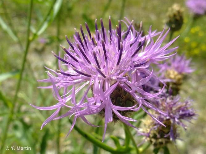 <i>Centaurea scabiosa </i>L., 1753 subsp.<i> scabiosa</i> © 