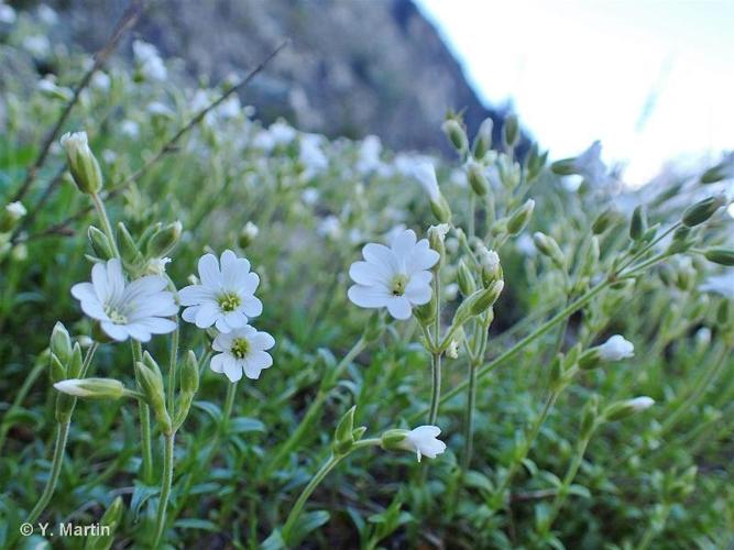 <i>Cerastium arvense </i>subsp.<i> strictum</i> Gaudin, 1828 © 