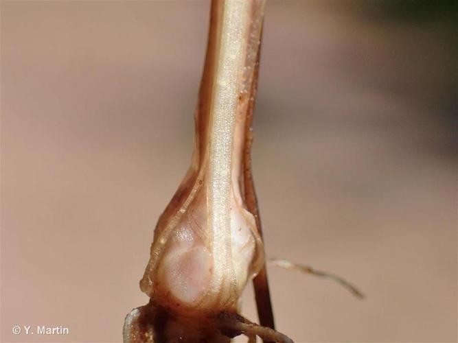 <i>Juncus bulbosus </i>subsp.<i> kochii</i> (F.W.Schultz) Reichg., 1964 © 