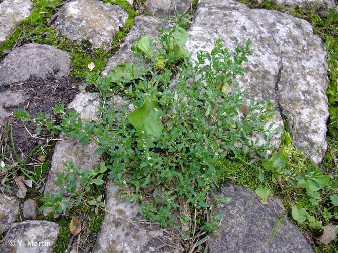 <i>Polygonum aviculare </i>subsp.<i> depressum</i> (Meisn.) Arcang., 1882 © 