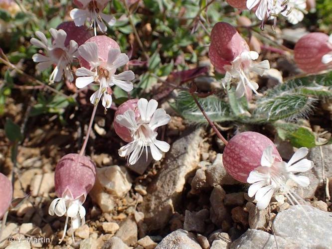 <i>Silene vulgaris </i>subsp.<i> prostrata</i> (Gaudin) Schinz & Thell., 1923 © 