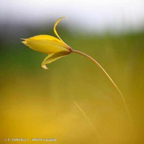 <i>Tulipa sylvestris </i>subsp.<i> australis</i> (Link) Pamp., 1914 © E. SANSAULT - ANEPE Caudalis