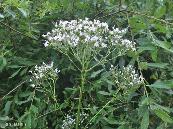 <i>Valeriana officinalis </i>subsp.<i> sambucifolia</i> (J.C.Mikan ex Pohl) Čelak., 1871 © 