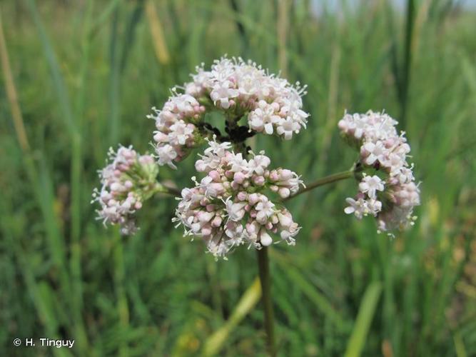 <i>Valeriana officinalis </i>subsp.<i> tenuifolia</i> (Vahl) Schübl. & G.Martens, 1834 © H. Tinguy