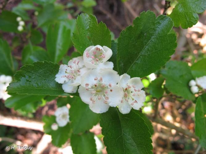 <i>Crataegus </i>x<i> media</i> Bechst., 1797 © H. Tinguy