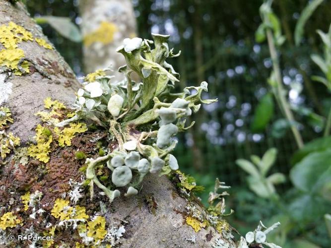 <i>Ramalina fastigiata</i> (Pers.) Ach., 1810 © R. Poncet