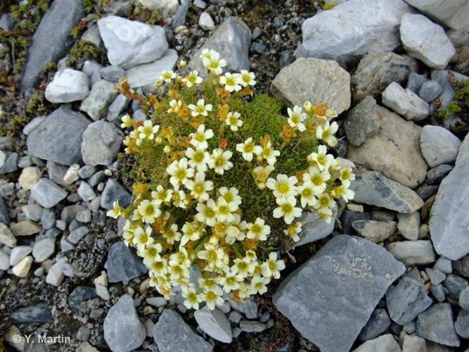 <i>Saxifraga muscoides</i> All., 1773 © 