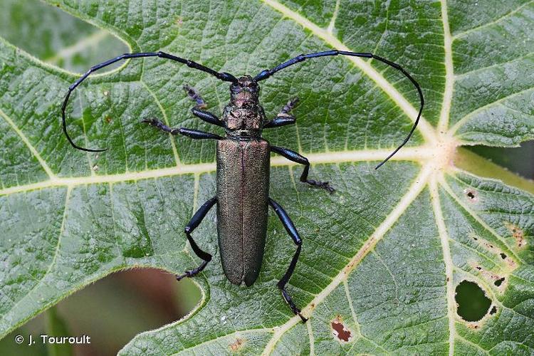 <i>Aromia moschata moschata</i> (Linnaeus, 1758) © J. Touroult