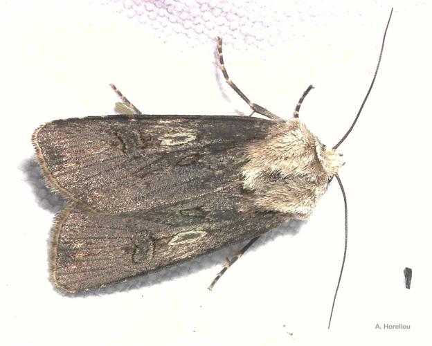 <i>Agrotis puta</i> (Hübner, 1803) © A. Horellou