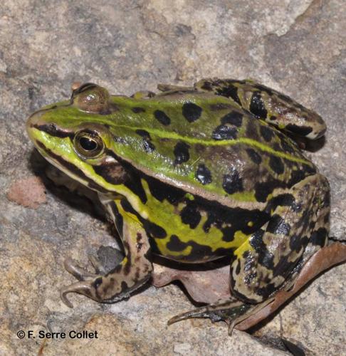 <i>Pelophylax lessonae</i> (Camerano, 1882) © F. Serre Collet