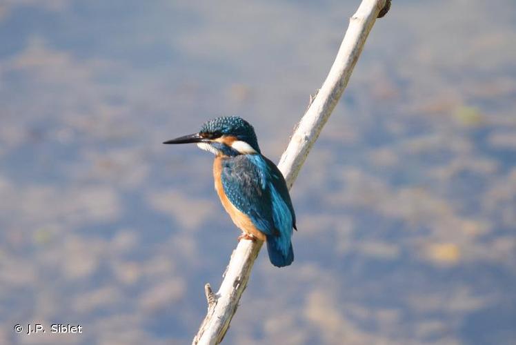 <i>Alcedo atthis</i> (Linnaeus, 1758) © J.P. Siblet