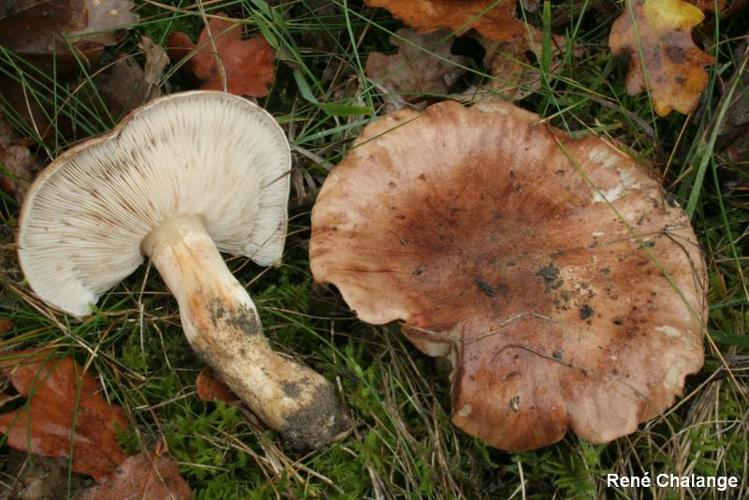 <i>Tricholoma pessundatum</i> (Fr. : Fr.) Quél. © R. Chalange