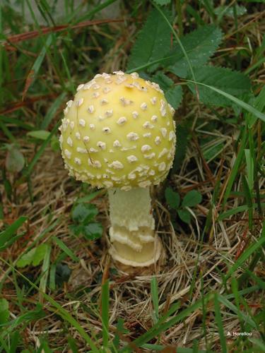 <i>Amanita ceciliae</i> (Berk. & Broome) Boud. © A. Horellou