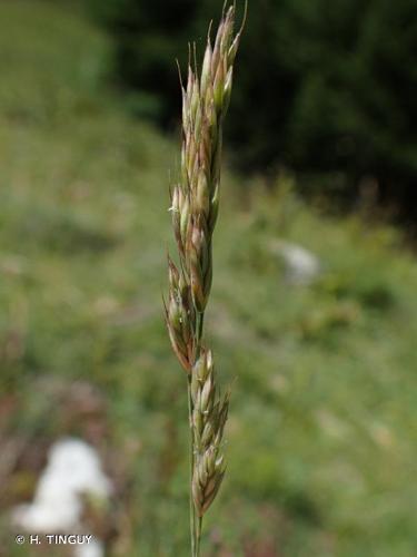 <i>Festuca laevigata</i> Gaudin, 1808 © H. TINGUY