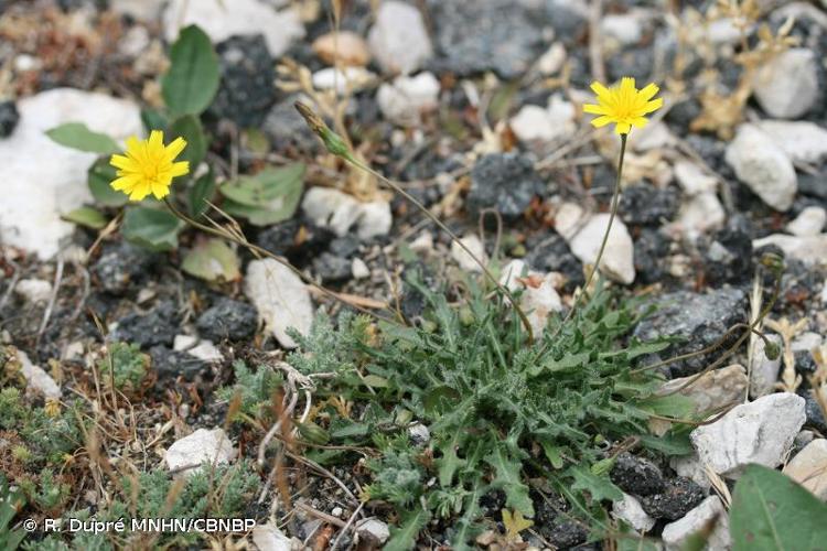 <i>Leontodon saxatilis </i>Lam., 1779 subsp.<i> saxatilis</i> © R. Dupré MNHN/CBNBP