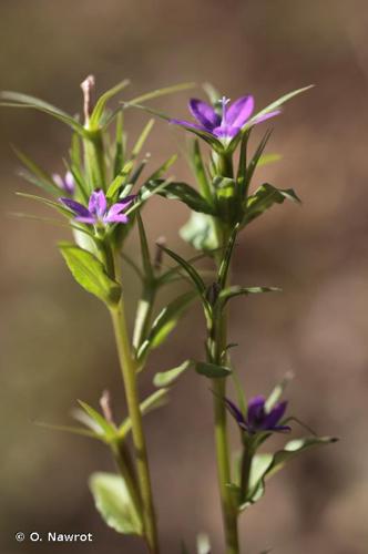 <i>Legousia falcata</i> (Ten.) Fritsch, 1907 © O. Nawrot