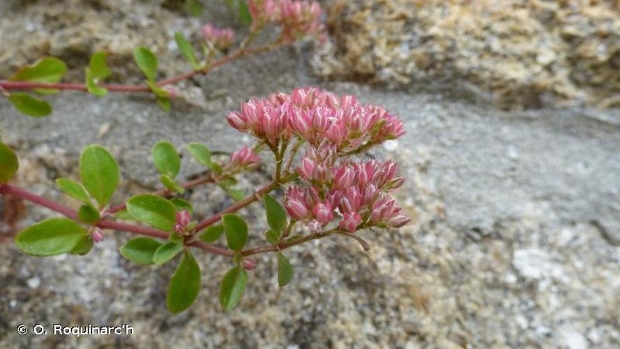 <i>Polycarpon tetraphyllum</i> (L.) L., 1759 © O. Roquinarc'h