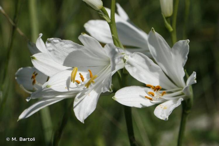 <i>Paradisea liliastrum</i> (L.) Bertol., 1840 © M. Bartoli