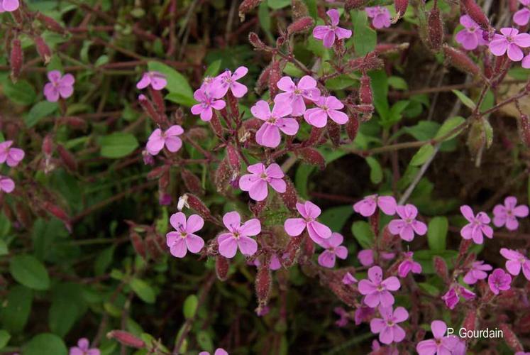 <i>Saponaria ocymoides</i> L., 1753 © P. Gourdain