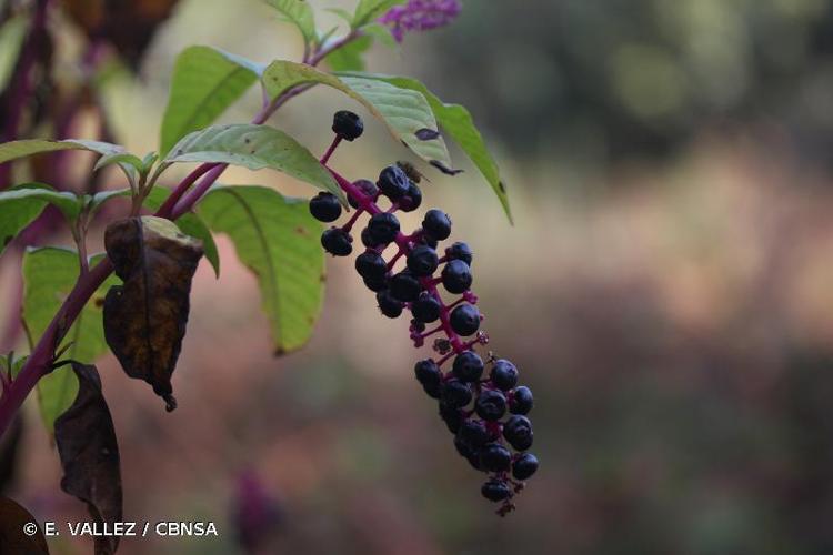 <i>Phytolacca americana</i> L., 1753 © E. VALLEZ / CBNSA