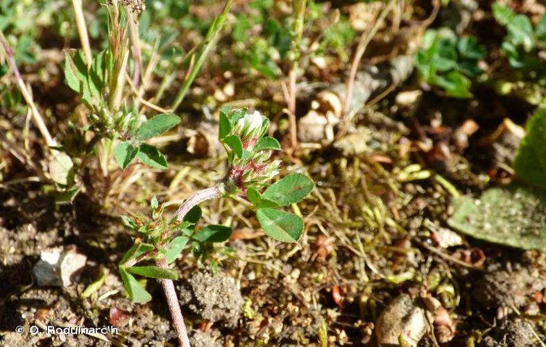 <i>Trifolium scabrum</i> L., 1753 © O. Roquinarc'h