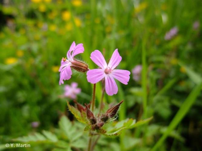 <i>Geranium robertianum</i> L., 1753 © 