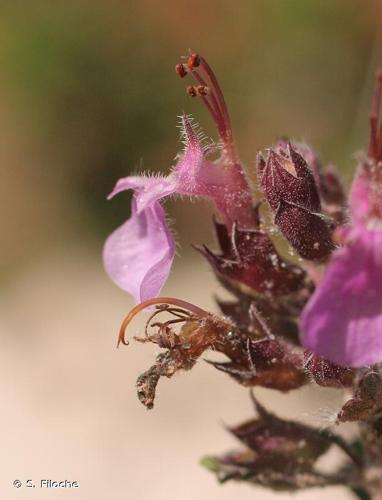 <i>Teucrium chamaedrys</i> L., 1753 © S. Filoche