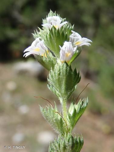 <i>Euphrasia pectinata</i> Ten., 1815 © H. TINGUY