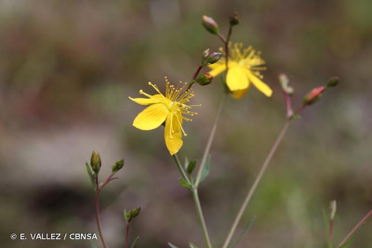 <i>Hypericum linariifolium</i> Vahl, 1790 © E. VALLEZ / CBNSA