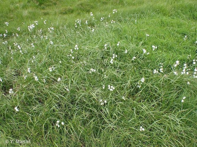 <i>Eriophorum angustifolium </i>Honck., 1782 subsp.<i> angustifolium</i> © 