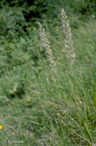 <i>Koeleria pyramidata</i> (Lam.) P.Beauv., 1812 © S. Filoche