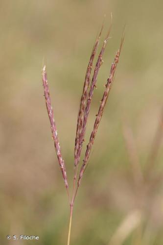 <i>Bothriochloa ischaemum</i> (L.) Keng, 1936 © S. Filoche