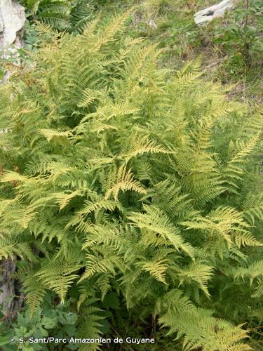 <i>Athyrium distentifolium</i> Tausch ex Opiz, 1820 © S. Sant/Parc Amazonien de Guyane