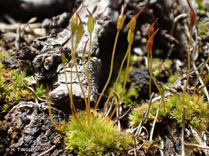 <i>Tortula hoppeana</i> (Schultz) Ochyra, 2004 © H. TINGUY