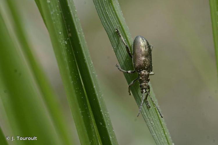 <i>Plateumaris sericea</i> (Linnaeus, 1758) © J. Touroult