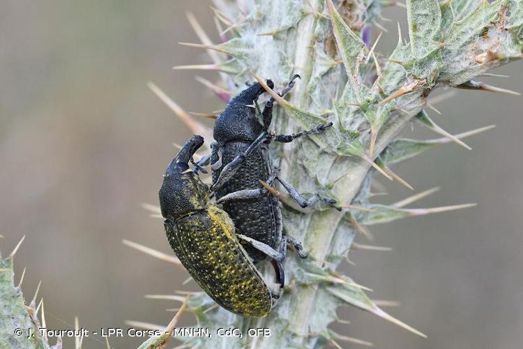 <i>Larinus cynarae</i> (Fabricius, 1787) © J. Touroult - LPR Corse - MNHN, CdC, OFB