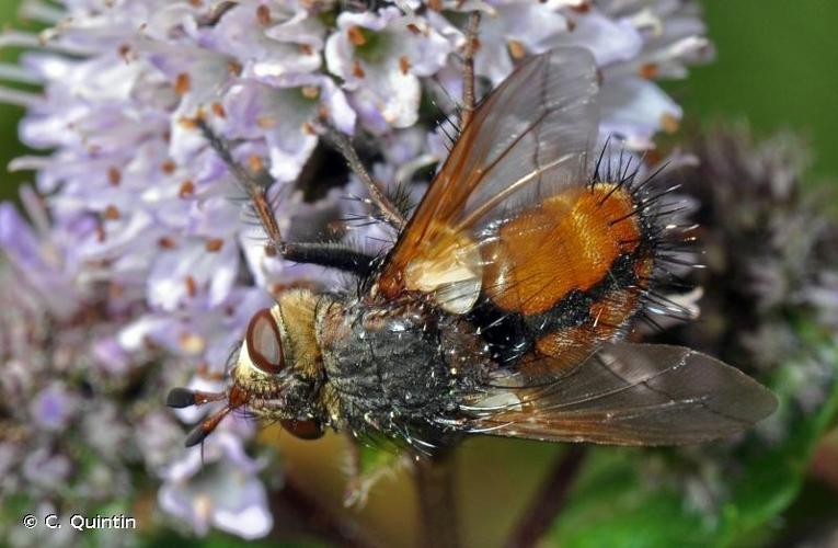 <i>Tachina fera</i> (Linnaeus, 1760) © C. Quintin