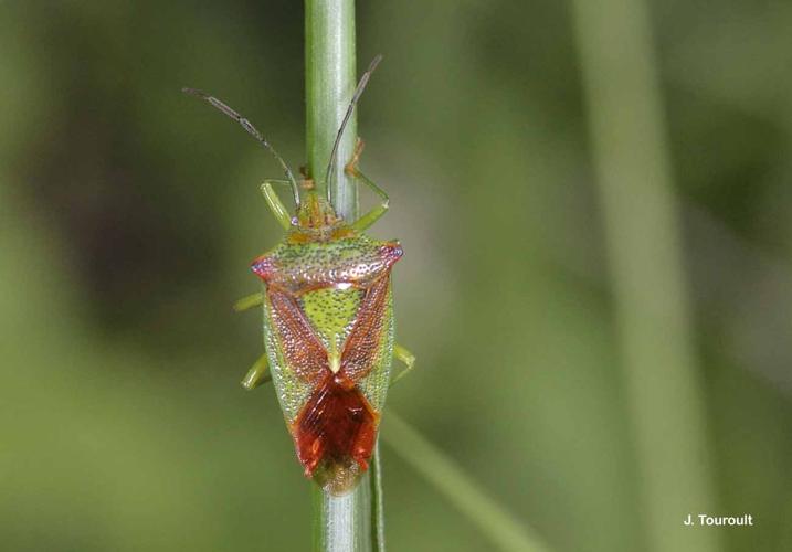 <i>Acanthosoma haemorrhoidale</i> (Linnaeus, 1758) © J. Touroult