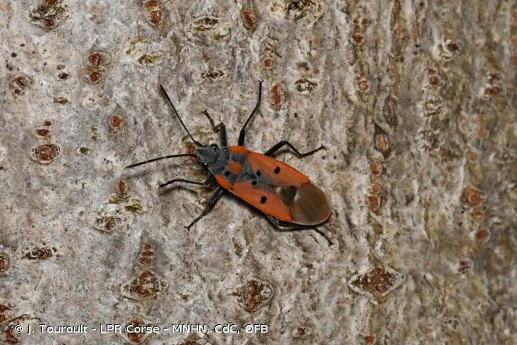 <i>Lygaeus creticus</i> Lucas, 1854 © J. Touroult - LPR Corse - MNHN, CdC, OFB