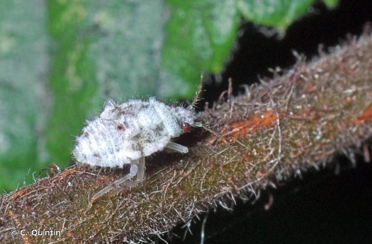 <i>Deraeocoris schach</i> (Fabricius, 1781) © C. Quintin